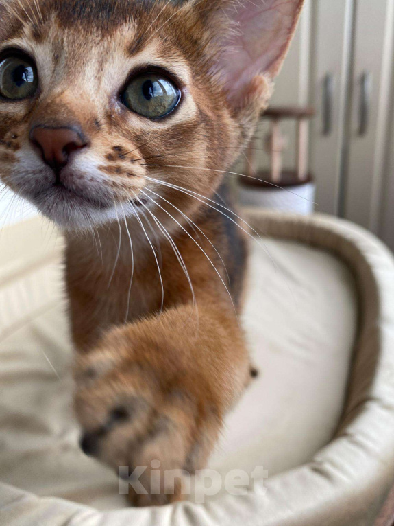 Кошки в Ростове-на-Дону: Абиссинский котёнок девочка - Ракета, цвет Rudy из питомника с документами Девочка, 95 000 руб. - фото 3
