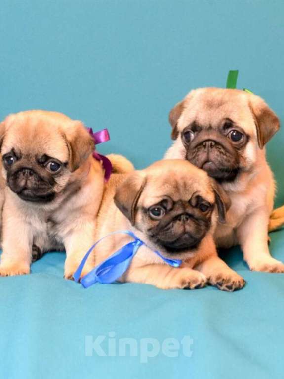 Собаки в Ростове-на-Дону: Щенок мопс Девочка, Бесплатно - фото 2