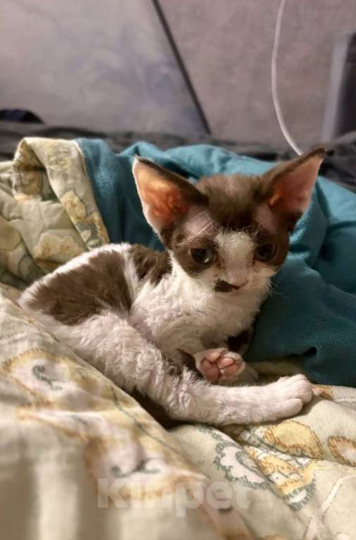 Кошки в Москве: Девон-Рекс котенок  Девочка, Бесплатно - фото 3