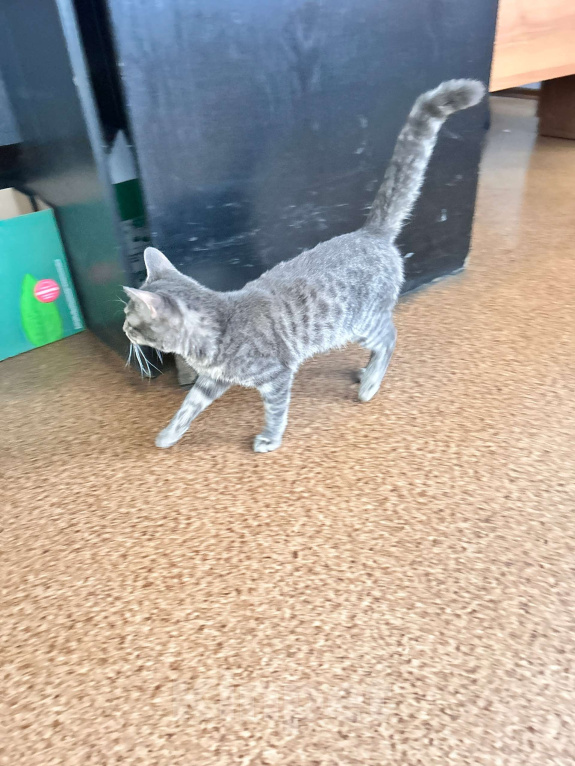 Кошки в Кемерово: Отдам котенка, очень ласкового, серого полосатого Мальчик, Бесплатно - фото 3