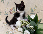 Кошки в Сосновом Бору: Котенок Кроха Девочка, Бесплатно - фото 9