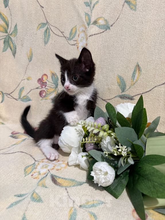 Кошки в Сосновом Бору: Котенок Кроха Девочка, Бесплатно - фото 9