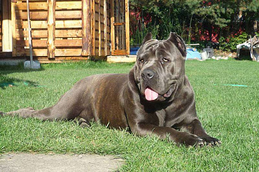 Американский бандог