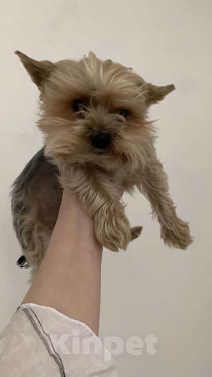 Собаки в Воронеже: Бимо,я ищу тебя ! Мальчик, 5 000 руб. - фото 6