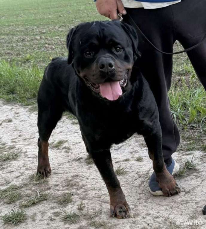 Собаки в Туле: Девочка Девочка, 18 000 руб. - фото 4