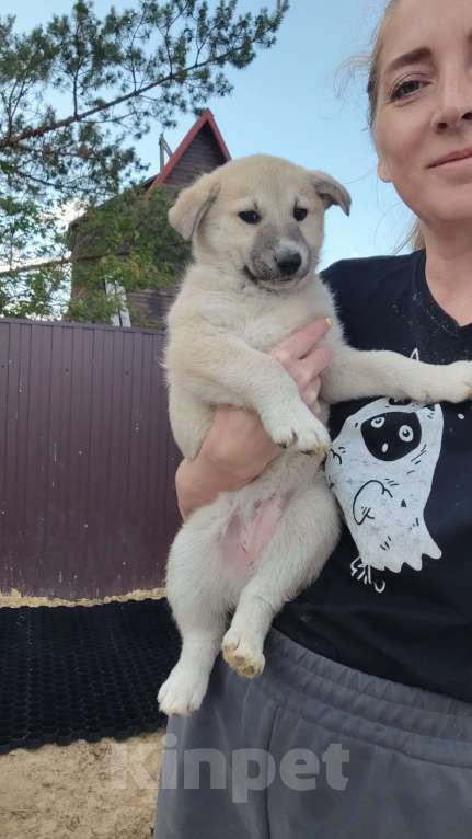Собаки в других городах Московской области: Мишель Девочка, Бесплатно - фото 3