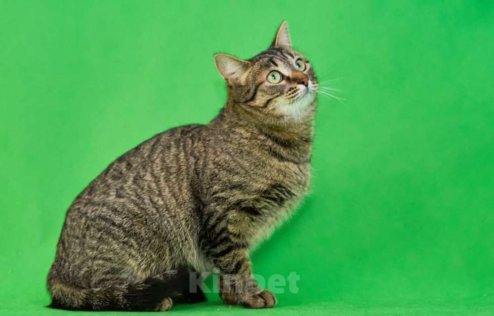 Кошки в Москве: Молодая, ласковая кошка Пикси в добрые руки Девочка, Бесплатно - фото 3