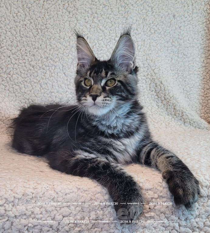 Кошки в других городах Ленинградской области: Мейн-кун Zieger-Ж Raksi Line Мальчик, Бесплатно - фото 5