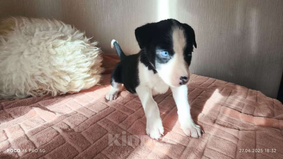 Собаки в Красногорске: Щенки Девочка, Бесплатно - фото 2