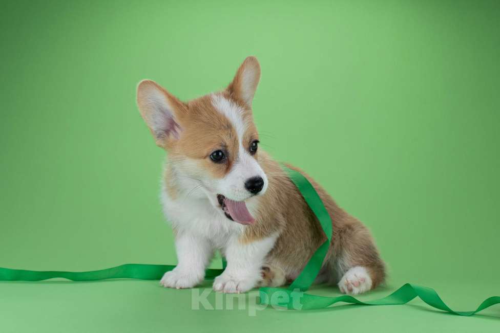 Собаки в Москве: Щенки вельш-корги пемброк Мальчик, 45 000 руб. - фото 6