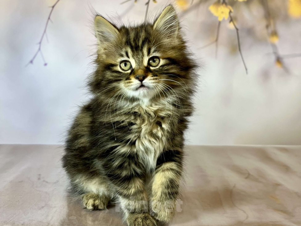 Кошки в других городах Московской области: Кошка - Fenechka  Девочка, 35 000 руб. - фото 4