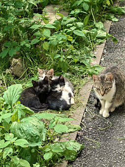 Котятам нужна помощь