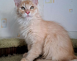 Кошки в Москве: Котята породы мейн-кун Мальчик, 45 000 руб. - фото 3