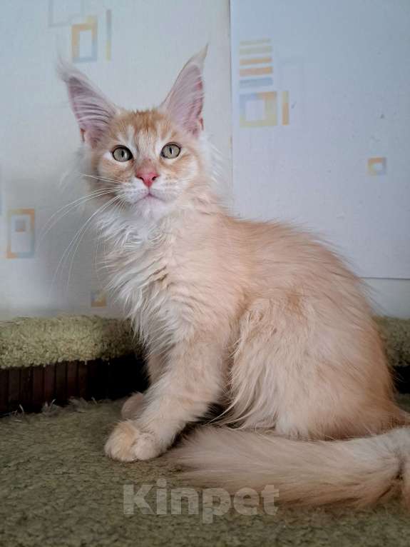 Кошки в Москве: Котята породы мейн-кун Мальчик, 45 000 руб. - фото 3