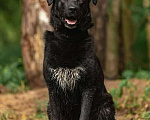 Собаки в Москве: Чёрный богатырь Макс в добрые руки Мальчик, 1 руб. - фото 3