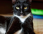 Кошки в Реутове: Статный котик Бэтмен в добрые руки. Мальчик, Бесплатно - фото 1