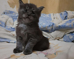 Кошки в Улане-Удэ: Продаётся котёнок мейн-кун, 10 000 руб. - фото 1