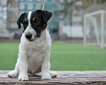 Собаки в Санкт-Петербурге: Щенки джек рассел терьера, 35 000 руб. - фото 4