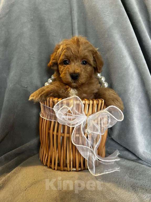 Собаки в Москве: Мультипул ф-1 мини Мальчик, 130 000 руб. - фото 3