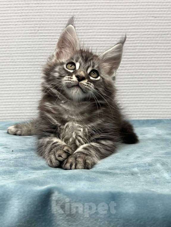 Кошки в Москве: Мейн-кун мальчик  Мальчик, 30 000 руб. - фото 6