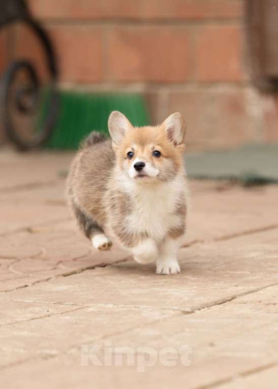 Собаки в Пушкино: Щенки вельш корги Пемброк Девочка, 60 000 руб. - фото 1