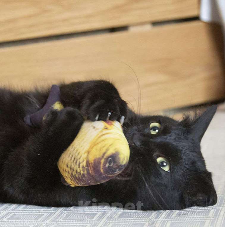 Кошки в Москве: Котик Оникс очень ищет дом и своего человека!  Мальчик, Бесплатно - фото 5