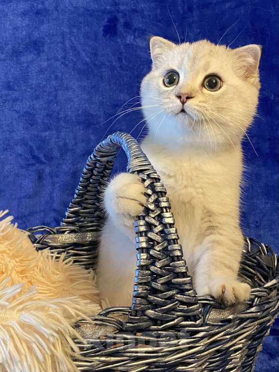 Кошки в Москве: Верошка Мальчик, 30 000 руб. - фото 3