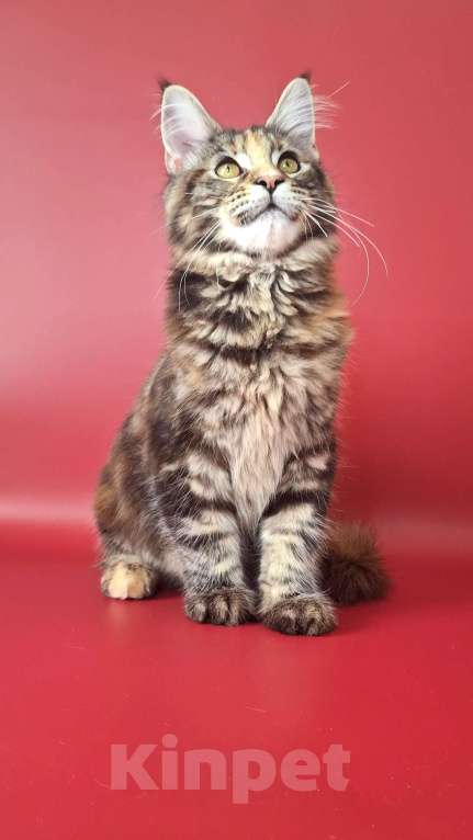 Кошки в Уфе: Девочка мейн-кун 5 мес  Девочка, 40 000 руб. - фото 7