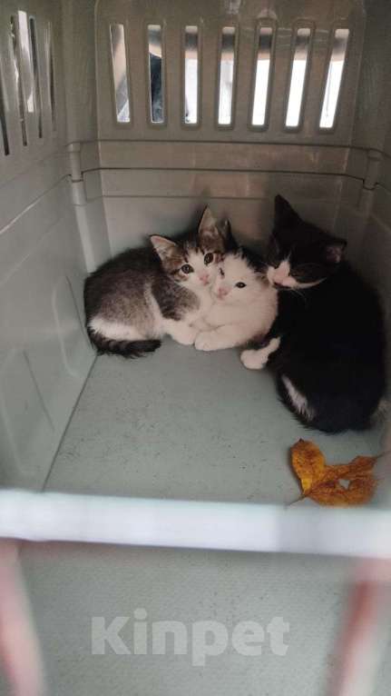 Кошки в Москве: Котенка в добрые ручки  Девочка, Бесплатно - фото 2