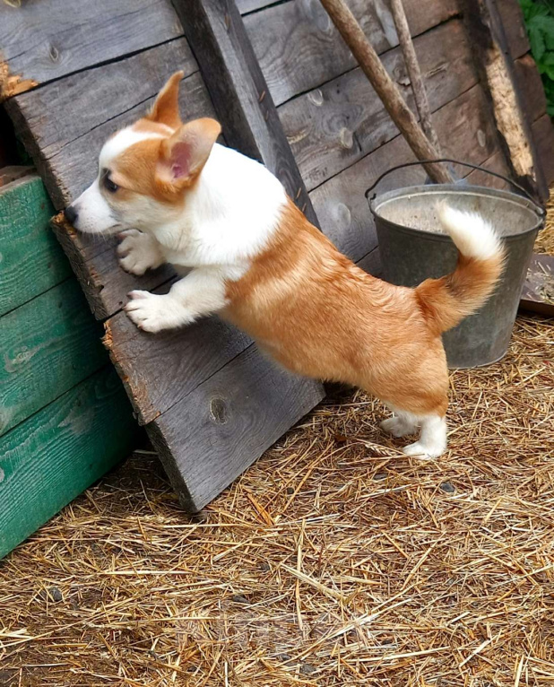 Собаки в Москве: Супер коржик Мальчик, 45 000 руб. - фото 2