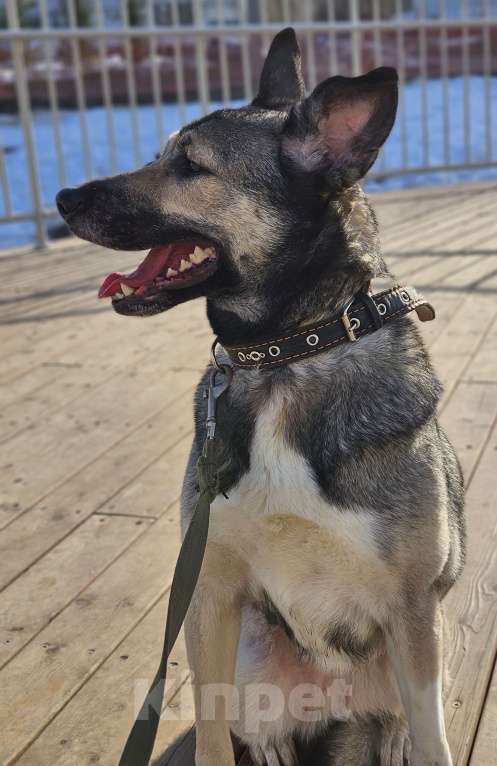 Собаки в Казани: Лайка с овчаркой Девочка, Бесплатно - фото 5