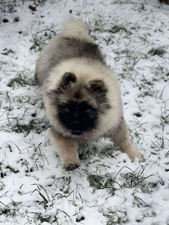 Собаки в Москве: Джоув Божественный Из Воронцовского Дворца  Мальчик, 50 000 руб. - фото 9