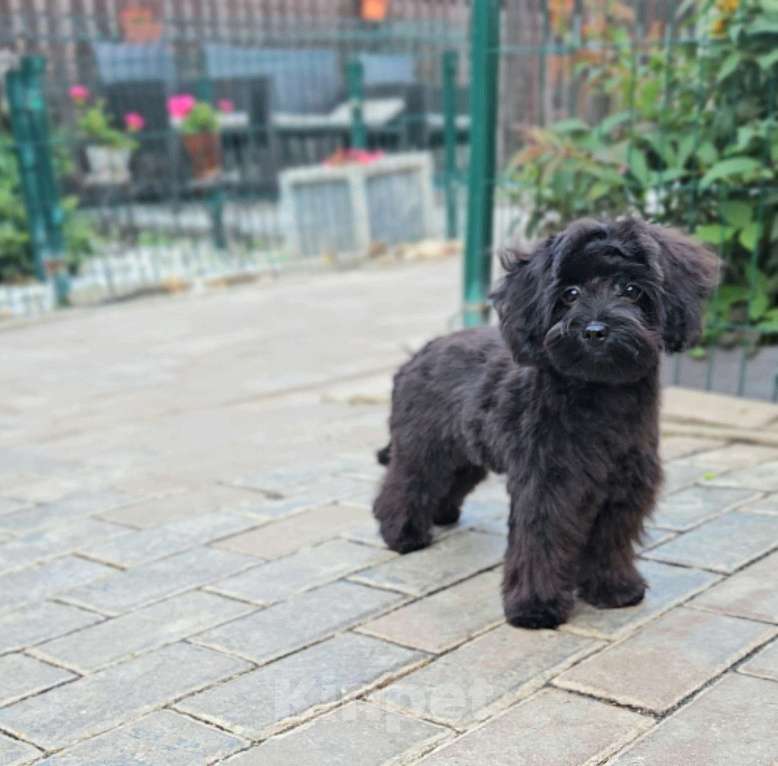 Собаки в Москве: Девочка Мальтипу Девочка, 70 000 руб. - фото 5