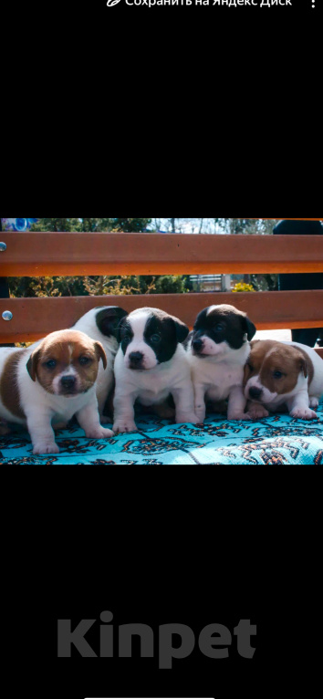 Собаки в Симферополе: Джеки Мальчик, 15 000 руб. - фото 1