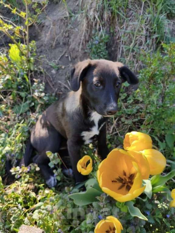 Собаки в Санкт-Петербурге: Маленькая красавица Мила ищет дом Девочка, Бесплатно - фото 1
