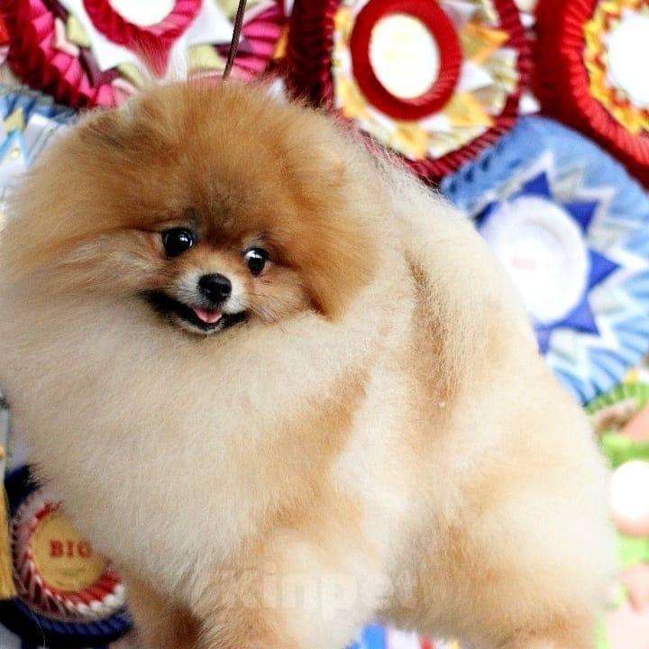 Собаки в Химках: Вязка, 10 000 руб. - фото 1