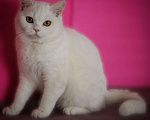 Кошки в Магнитогорске: Tutsy Marshmallow  Девочка, Бесплатно - фото 1