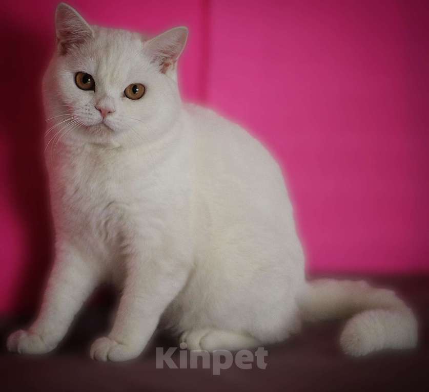Кошки в Магнитогорске: Tutsy Marshmallow  Девочка, Бесплатно - фото 1