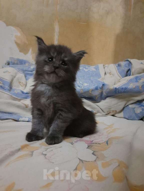 Кошки в Улане-Удэ: Продаётся котёнок мейн-кун, 10 000 руб. - фото 1