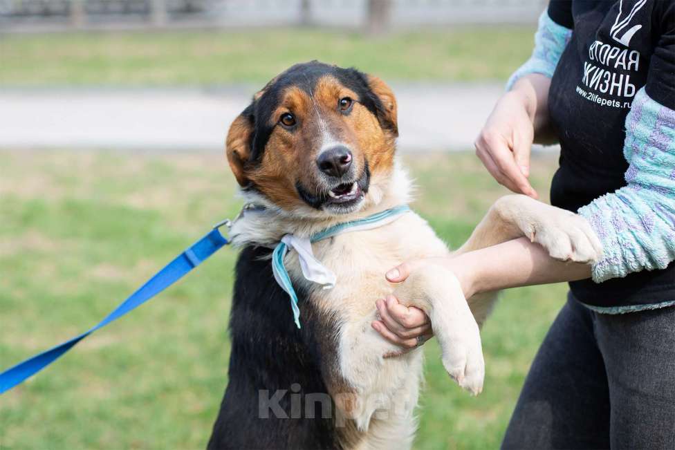 Собаки в Москве: Ньюи в поиске дома Мальчик, Бесплатно - фото 4