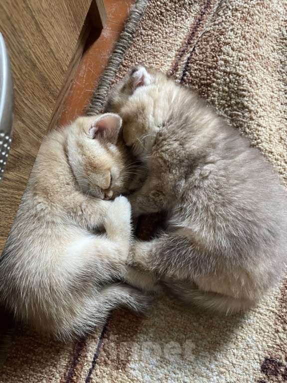 Кошки в Ростове-на-Дону: Продам кошечку)) в добрые руки!!! Породистая.  Девочка, 8 000 руб. - фото 7