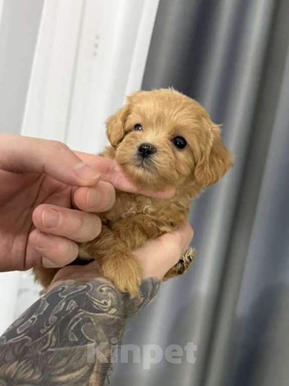 Собаки в Москве: Элвис Мальчик, 160 000 руб. - фото 3