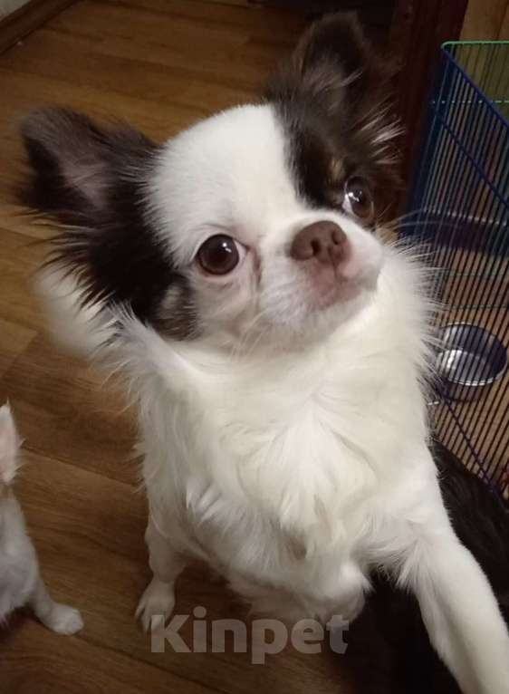 Собаки в Москве: Чихуахуа 1 год Мальчик, 15 000 руб. - фото 3