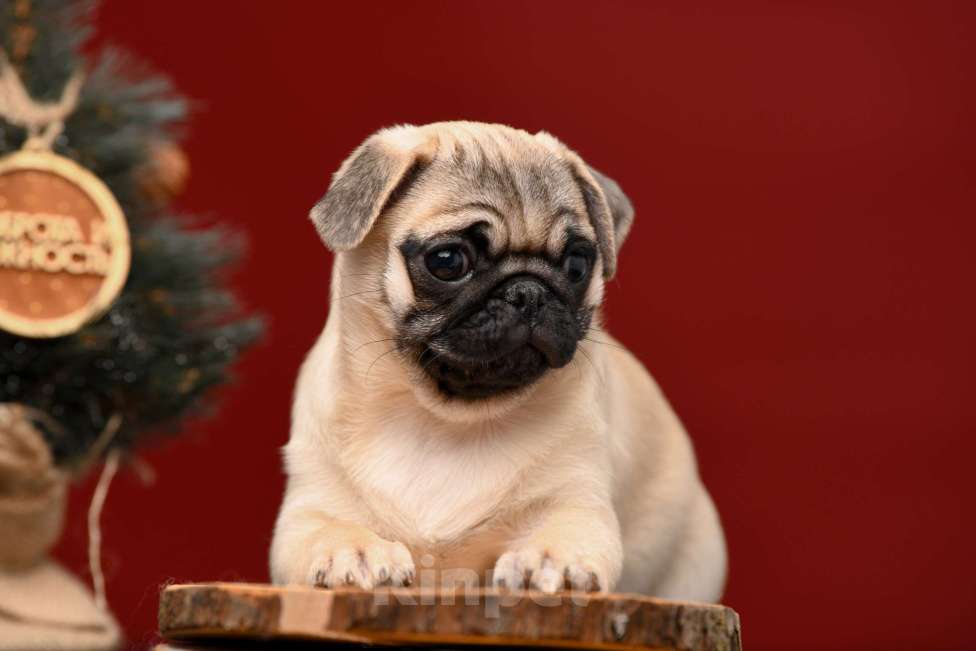 Собаки в Брянске: Питомник Академи оф Лайф предлагает чудесных щенков мопса от шикарной титулованной пары Девочка, 65 000 руб. - фото 1