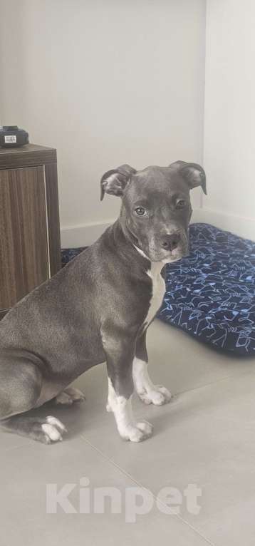 Собаки в Москве: Девочка АСТ Девочка, 120 000 руб. - фото 2