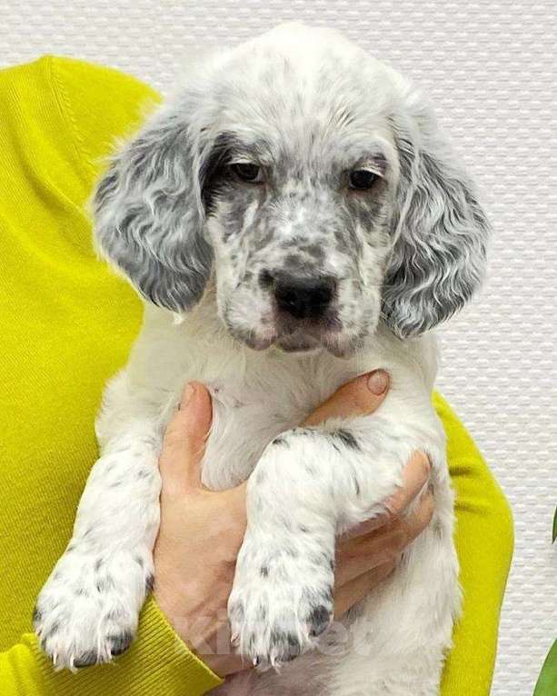 Собаки в Екатеринбурге: АНГЛИЙСКИЕ АРИСТО-СЕТТЕРЫ Мальчик, 80 000 руб. - фото 5