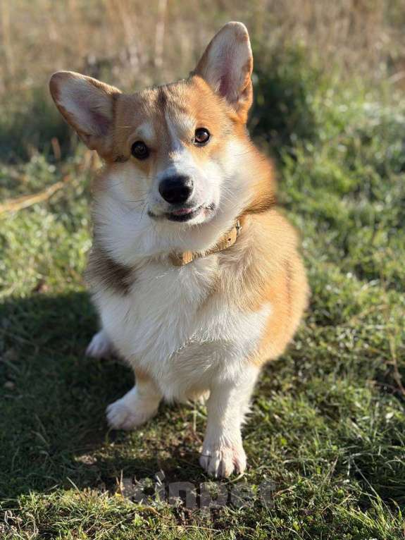 Собаки в Севастополе: Вязка собак Вельш Корги Пемброк Мальчик, 1 руб. - фото 2