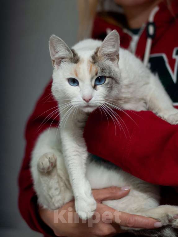 Кошки в Ногинске: Пенка - нереальная красавица в поисках дома Девочка, Бесплатно - фото 2