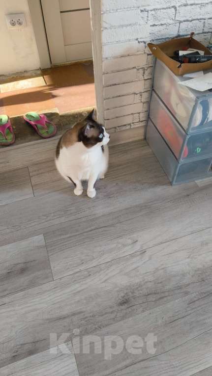 Кошки в Омске: Отдам кошечку в добрые руки Девочка, Бесплатно - фото 1