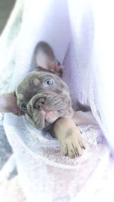 Собаки в Москве: Щенки французского бульдога лилак тан Мальчик, 80 000 руб. - фото 6